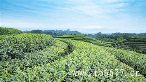 散茶和饼茶该选谁