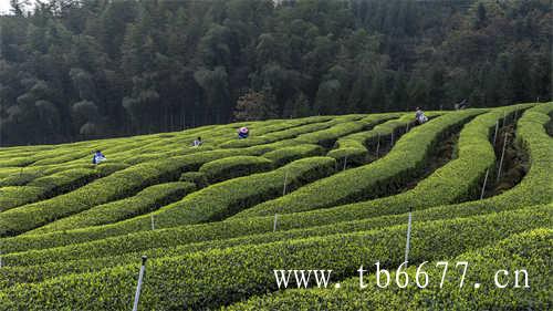 日本茶道中的茶具你见过几种