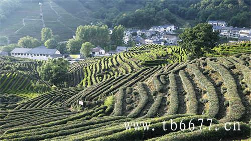 福建省福鼎市白茶包括哪些