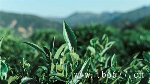 瓶装乌龙茶饮料