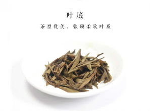 福鼎白茶什么季节喝比较好