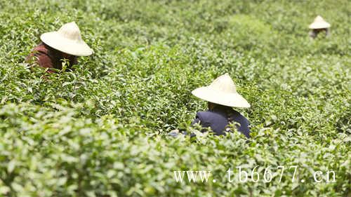 台湾特产冻顶茶