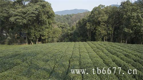 寿眉茶饼中秋特惠价