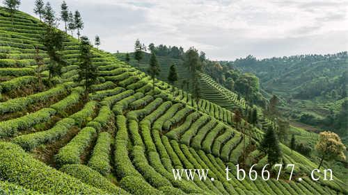 福建白茶属的茶