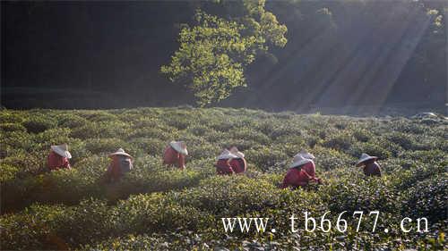 七年一级贡眉茶多少钱一斤