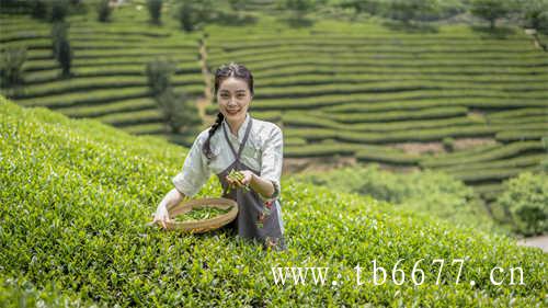 老白茶茶饼老贡眉精装礼盒