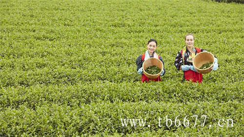 今年开春组委会对茶王进行拍卖