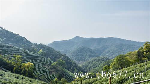 寻茶之旅福鼎大岗村