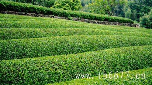 夏季饮茶你一定要避开这些误区