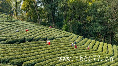 冷水煮茶和热水煮茶哪个更好喝