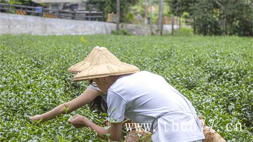 福鼎白茶十年了能吃多少钱