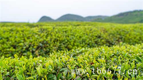 寻茶之旅福鼎大岗村