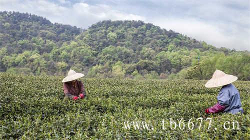 新白茶老白茶哪个对身体好