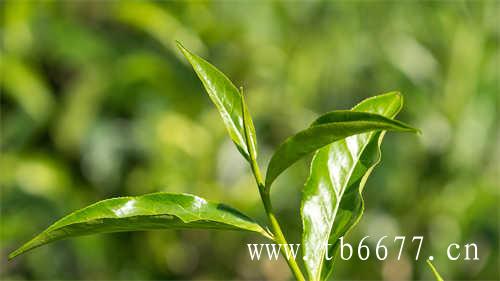 白毫银针只能喝新茶不能喝老茶