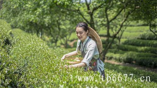 福鼎白茶荒野银针与普通银针