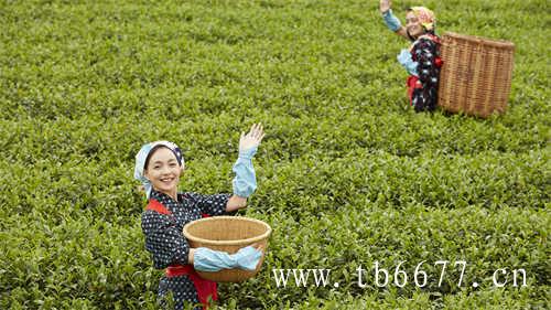 乌龙茶茶饮料